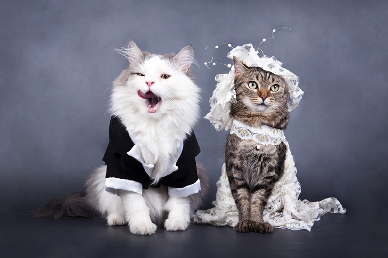 cat.jpeg
