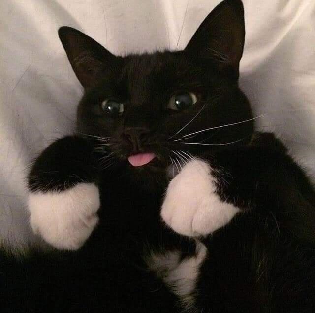 cat.jpeg