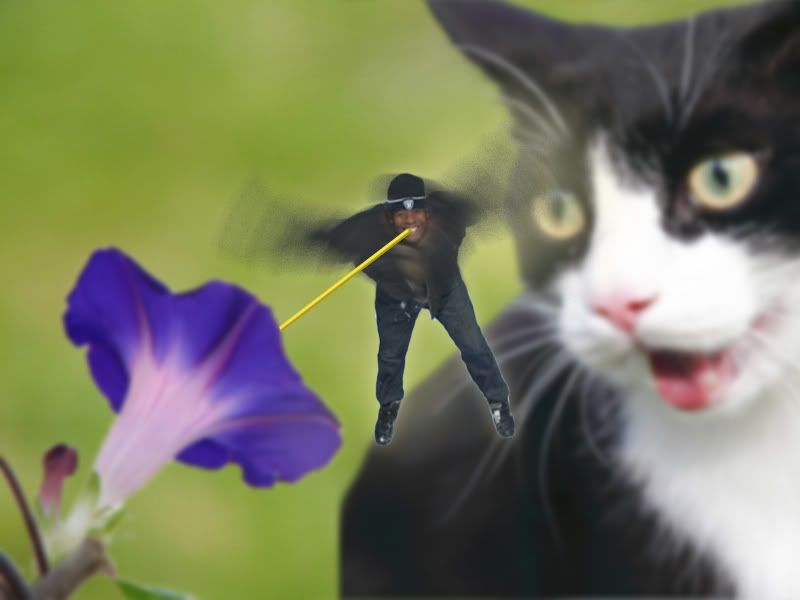 cat.jpg