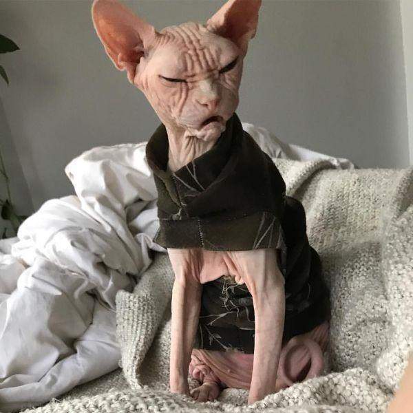 cat.jpg