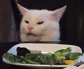 cat.jpg