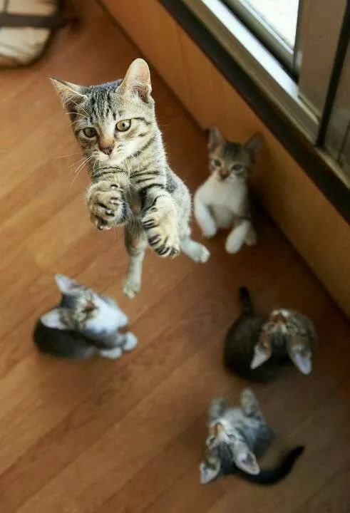 cat jump.jpg