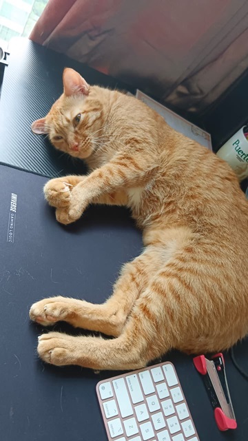 cat keybd.jpg