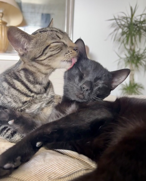 cat kiss.jpg