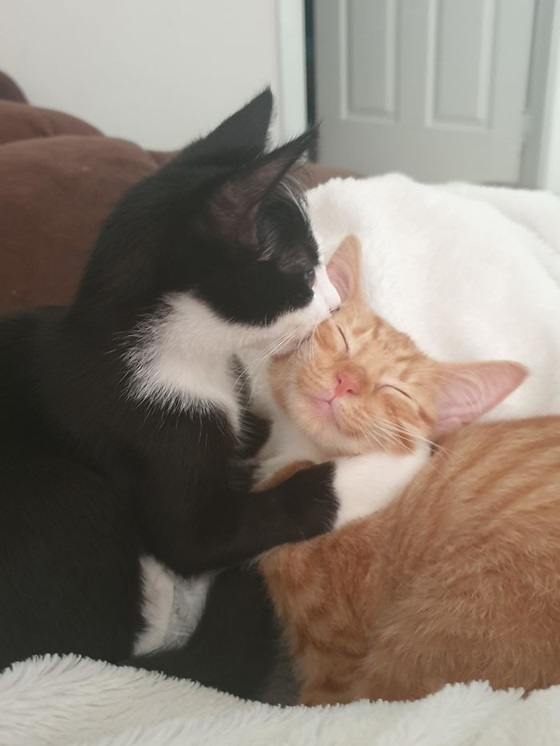 cat kiss.jpg