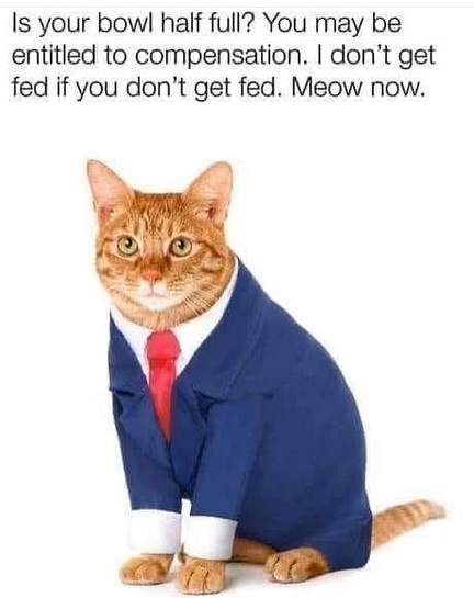cat lawyer.jpg