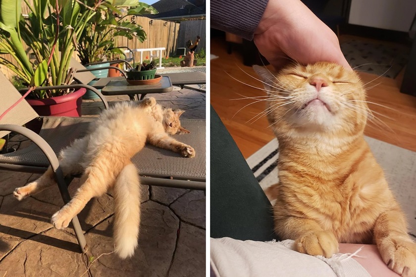 cat lay.jpg