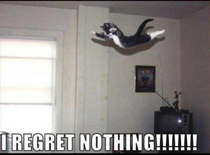 cat leap.jpg