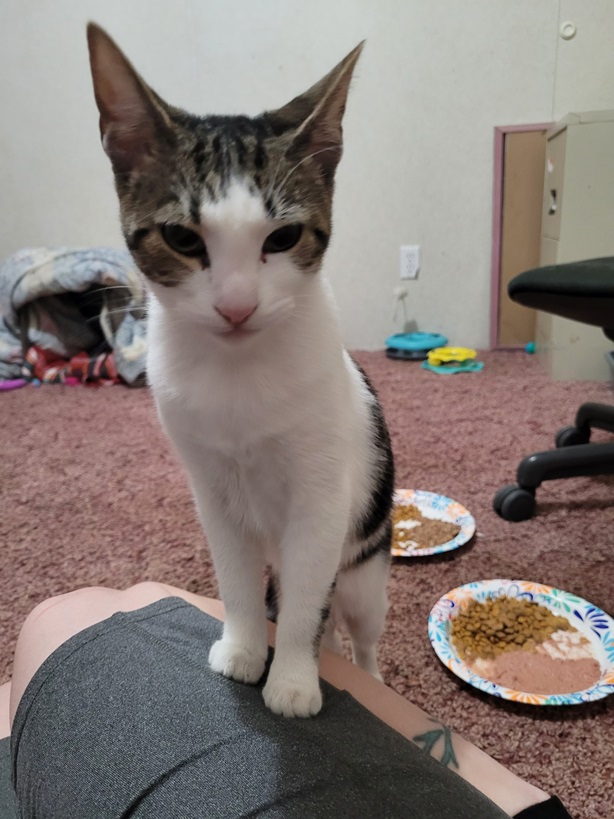 cat leg.jpg