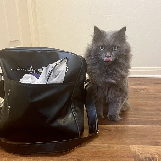 cat lick.jpg