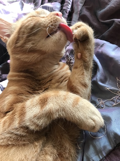 cat lick.jpg