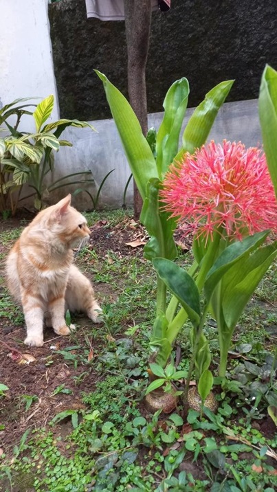 cat lily.jpg
