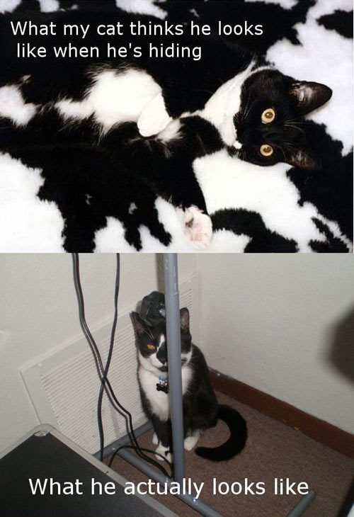 cat-logic-10-3762471828.jpeg