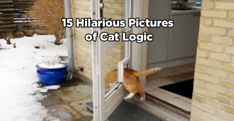 cat-logic-featured-image-474022629.jpeg