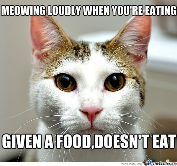 cat-logic-memes-4-1-285682726.jpeg