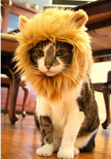 cat loin.jpg