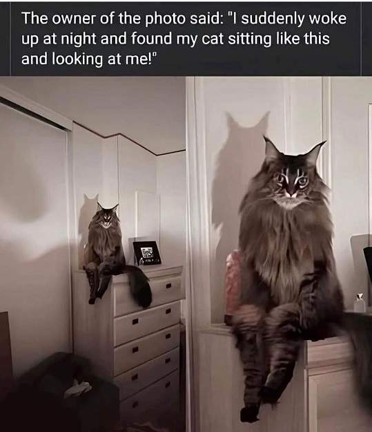 cat looking.jpg