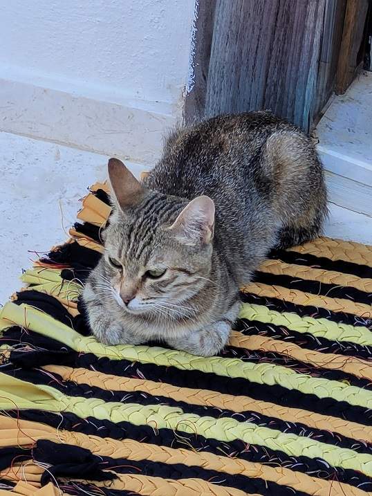 cat mat.jpg