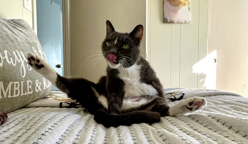 cat mattress.jpg