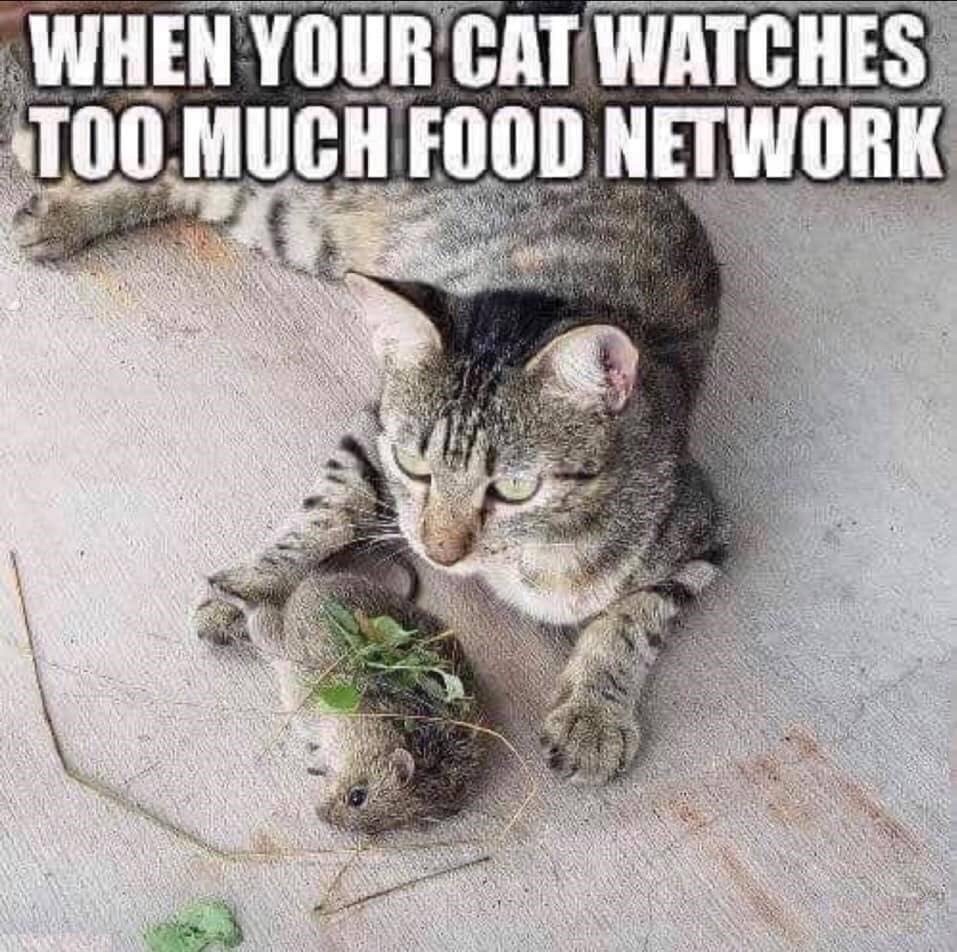 cat-meme-14-1750166945.jpg