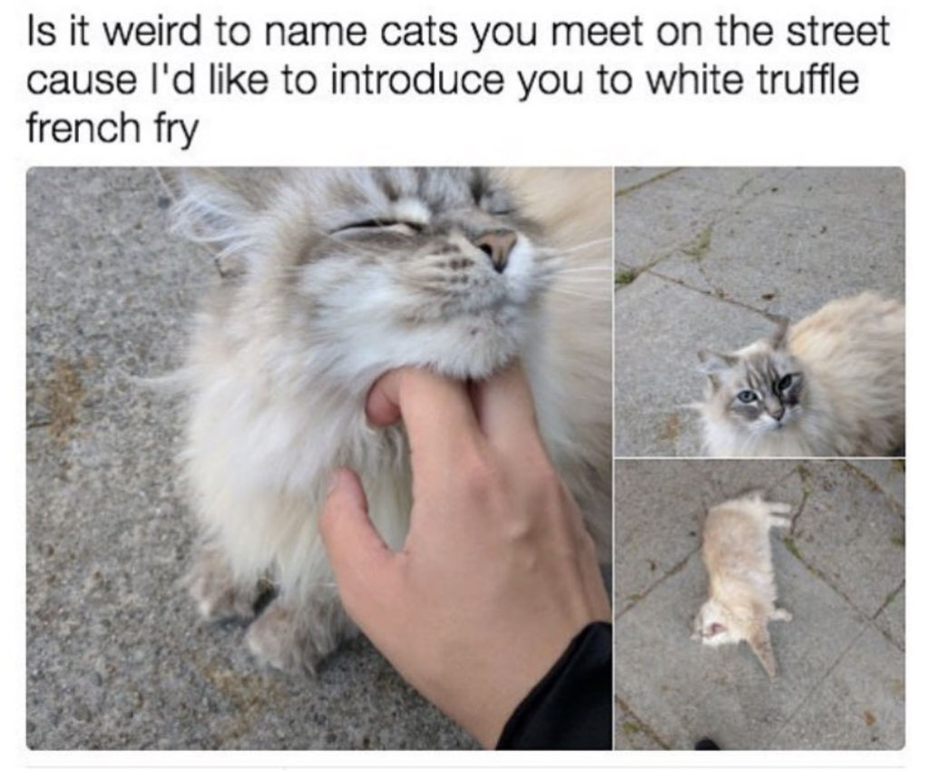 cat-meme-8-1082714568.jpg