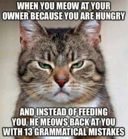 cat meow.jpg
