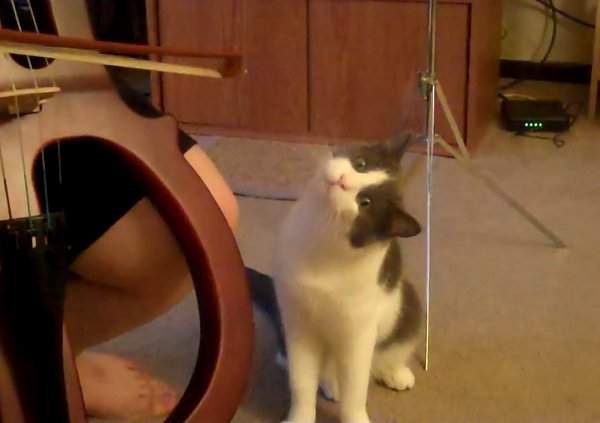 Cat-mesmerized-by-cello.jpg