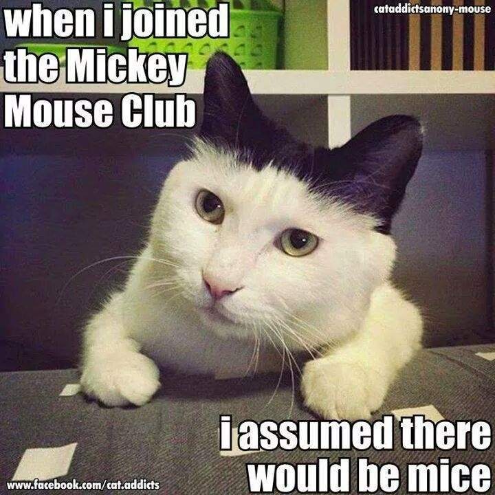 cat mickey mouse.jpg