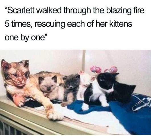 cat mom.jpg