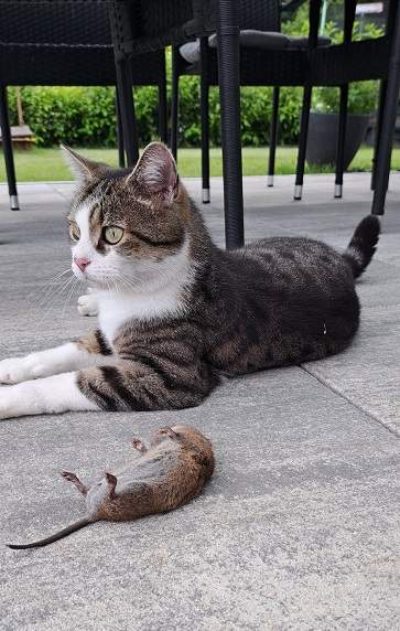 cat mouse.jpg