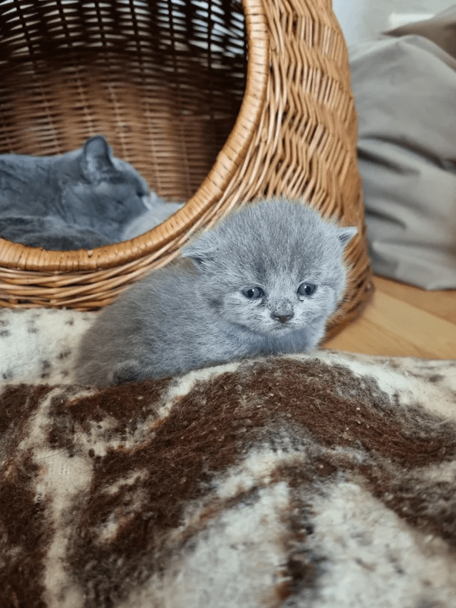 cat-n.png