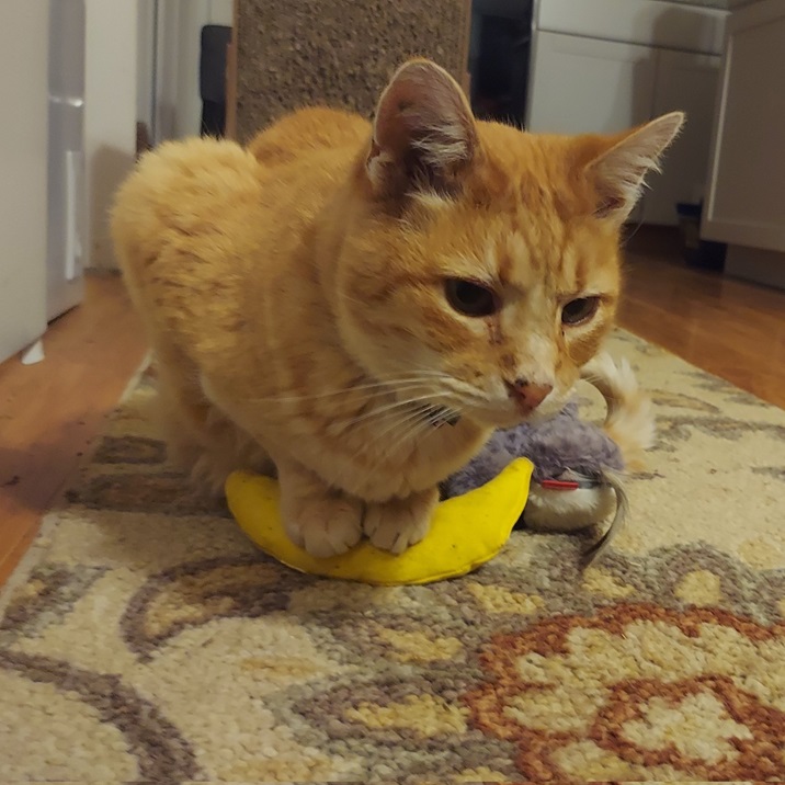 cat nanner.jpg