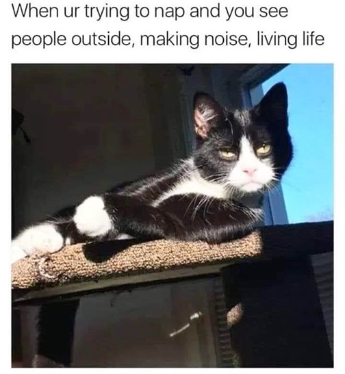 cat nap 2.jpg
