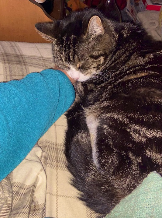 cat nap.jpg