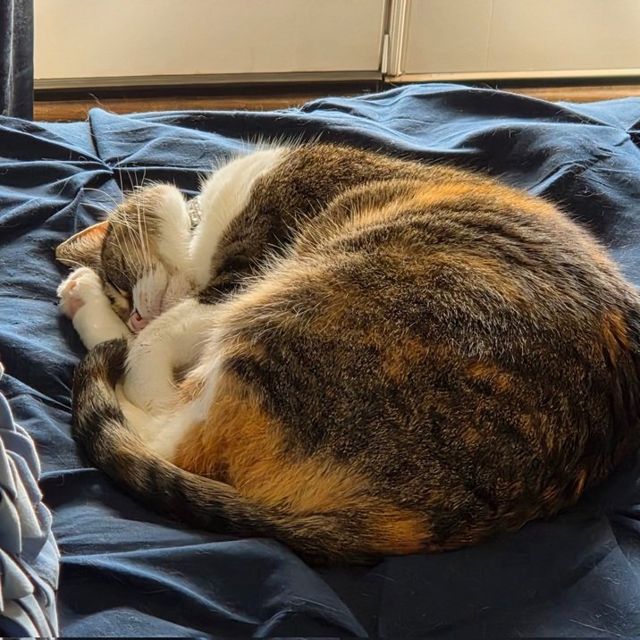 cat nap.jpg