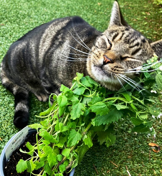 cat nip.jpg