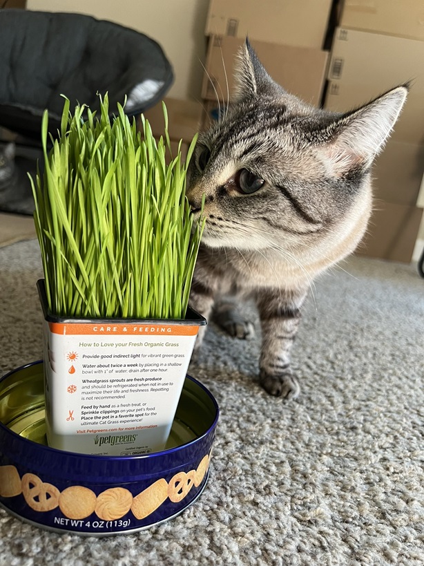 cat nip.jpg