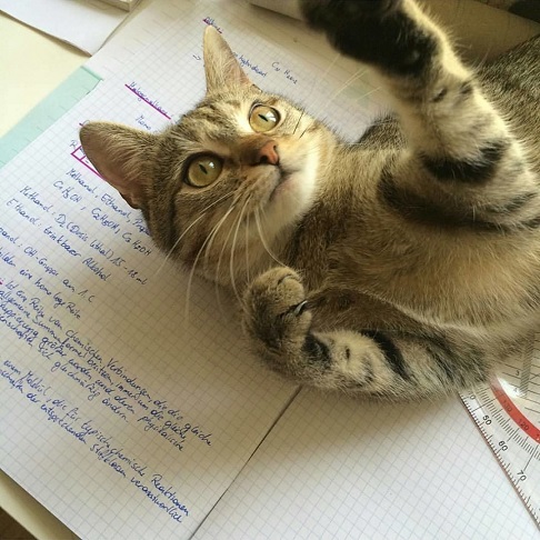 cat notes.jpg