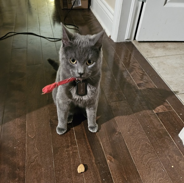 cat nug.jpg