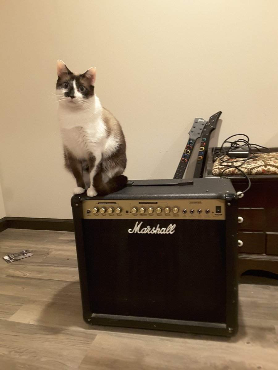 cat on amp.jpg