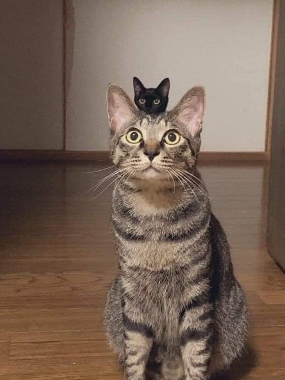 cat on head.jpg