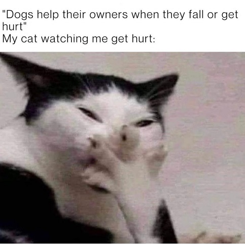 cat owner hurt.jpg