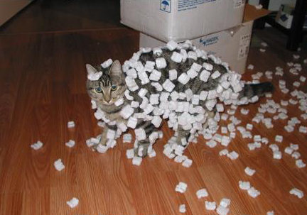 cat-+-packing-peanuts.jpg
