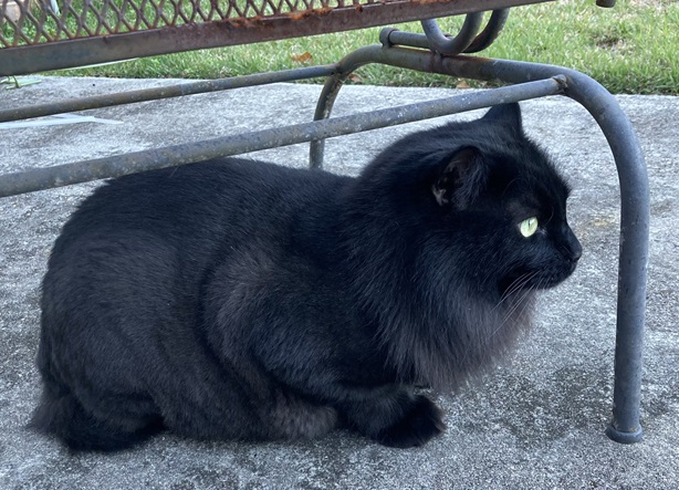 cat patio.jpg
