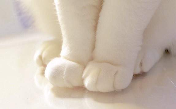 cat paws.jpg
