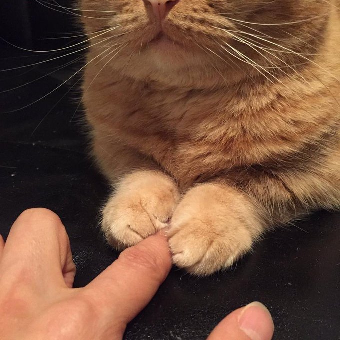 cat paws.jpg