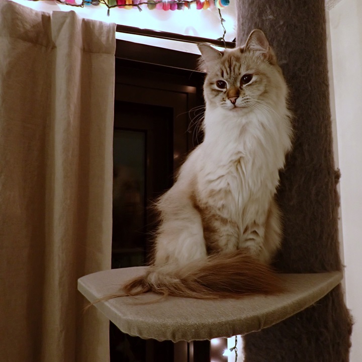 cat perch 2.jpg