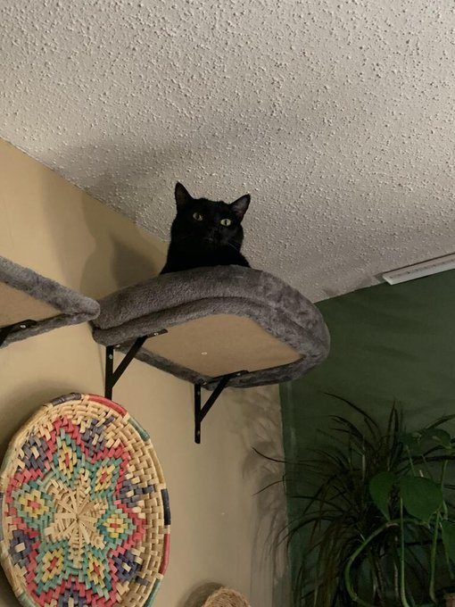 cat perch.jpg