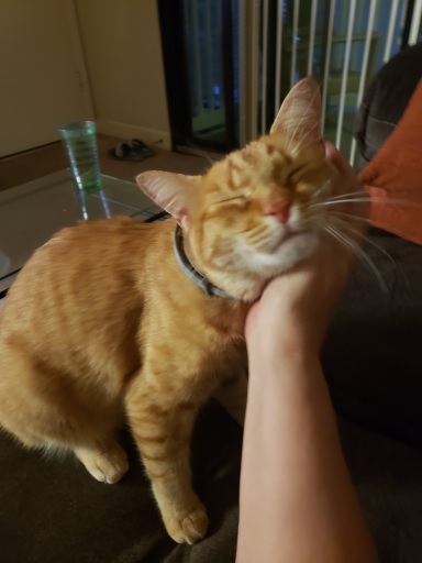 cat pet.jpg