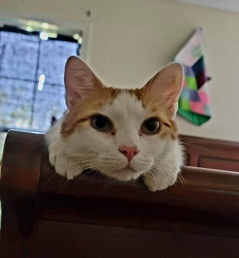 cat pew.jpg